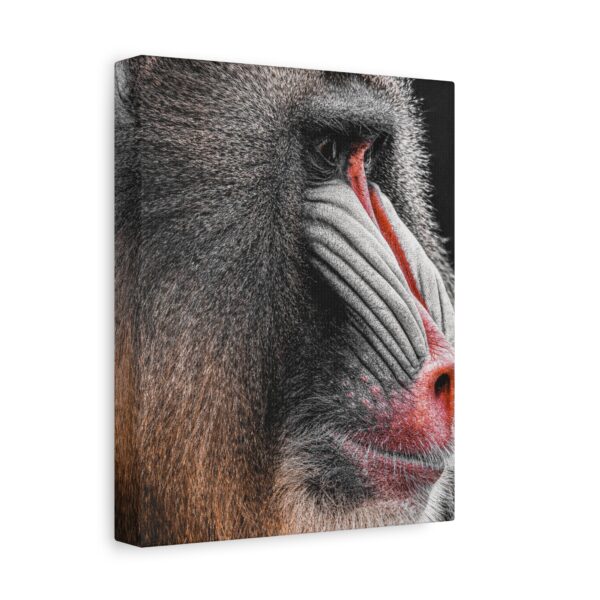 17882148378494023638_2048.jpeg Mandrill Canvas Wall Art – Modern Primate Wildlife Portrait Matte Canvas Decor