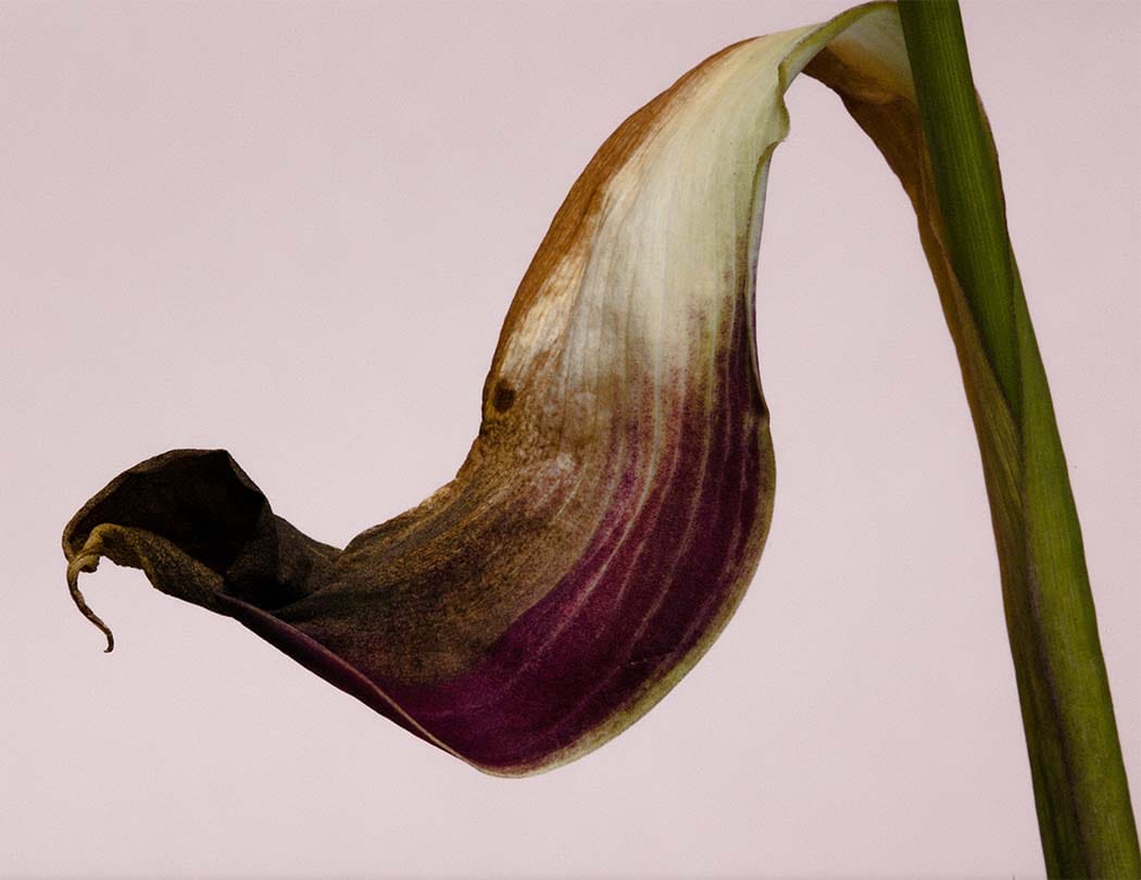Botanical Prints