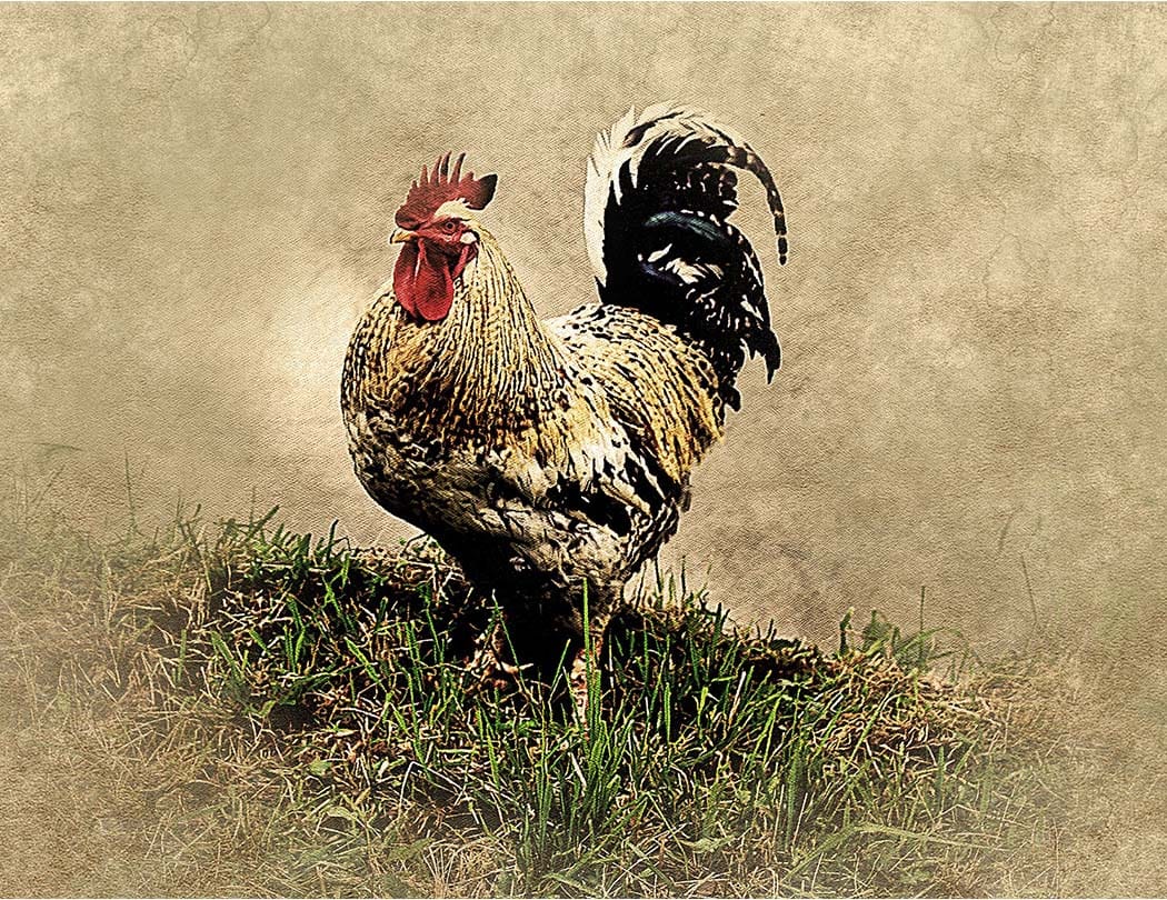 Farm Animals