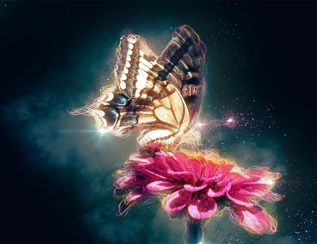 Insects & Butterflies