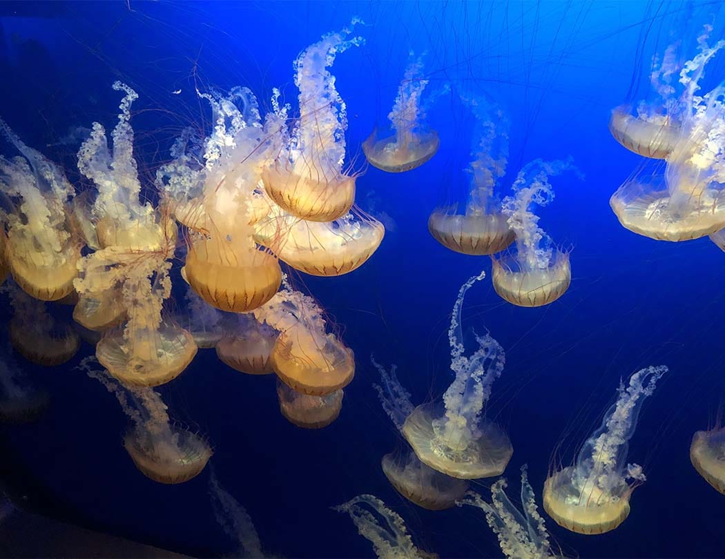Marine Life
