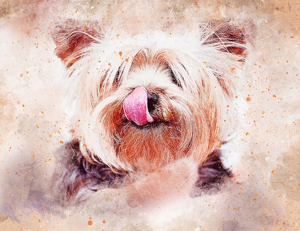 Pet Portraits