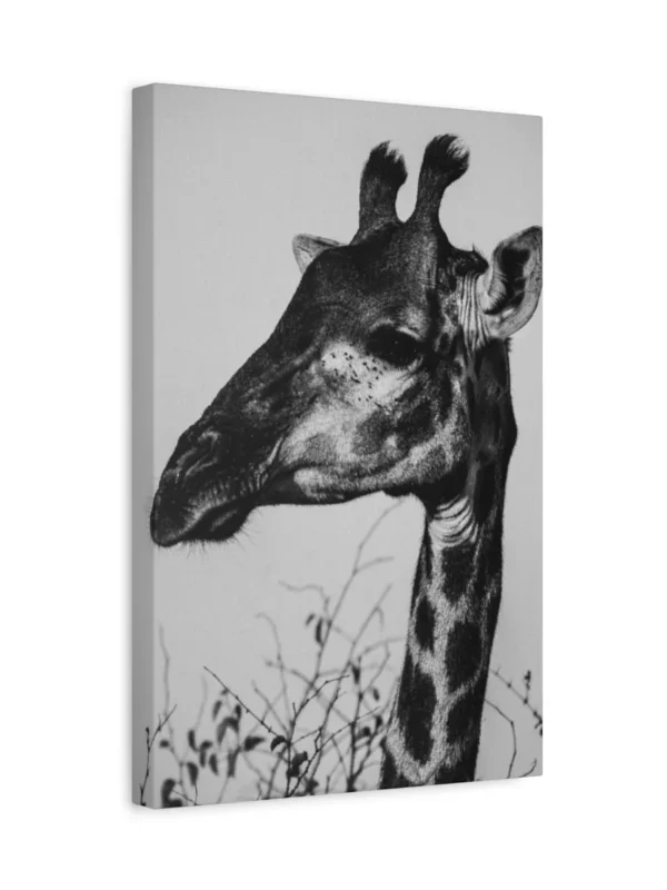 matte-canvas-stretched-125_compressed Giraffe Canvas Wall Art – Elegant Black and White Safari Wildlife Canvas Print