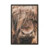 Highland Majesty – Highland Cow Wall Art, Premium Matte Framed Canvas Decor