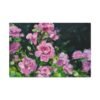 14341906006730792457_2048.jpeg Roselight Sonata – Pink Rose Garden Wall Art, Impressionist Floral Canvas Decor
