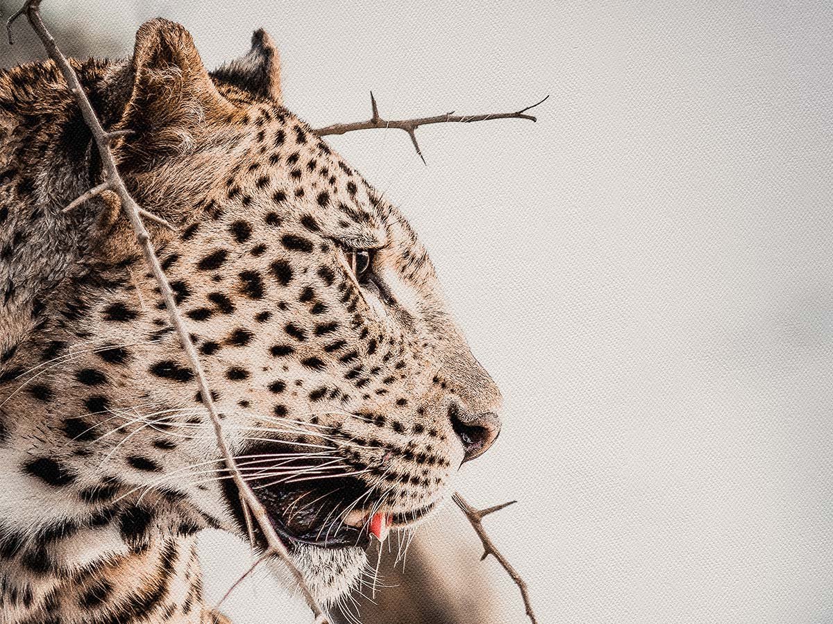 Animals & Wildlife